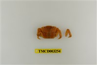 藏品(字纹弓蟹)的圖片